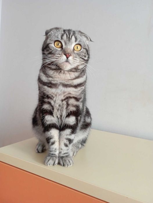 Шотландка висловуха родовідWCF документи клуба картка,нестирилізована