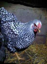 Продам інкубаційне яйце курей породи Віандот сріблястий.