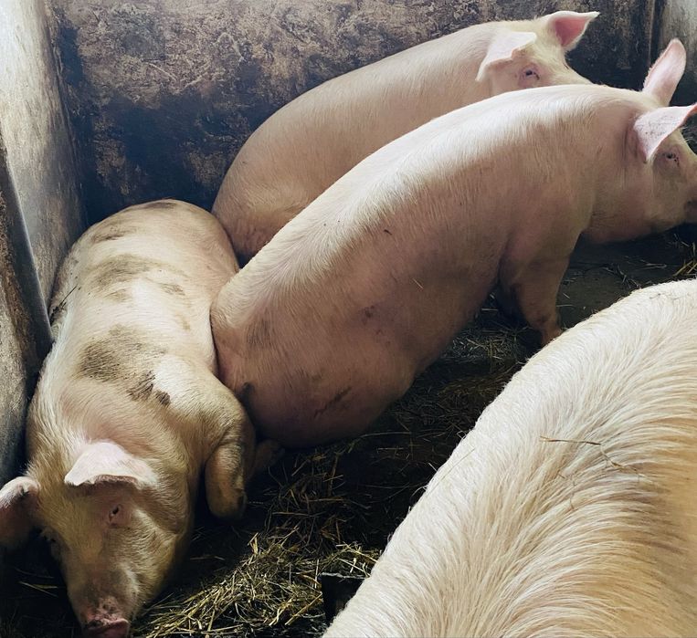 Продам домашні свині