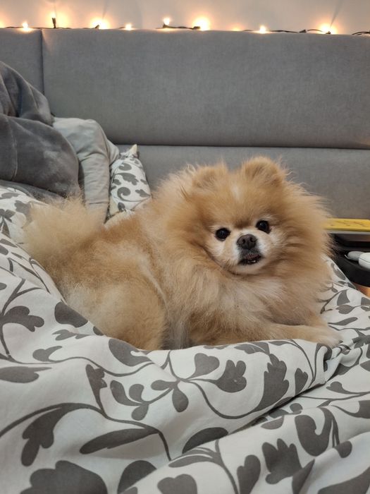 Spitz Alemão Anão Beje (Lulu da Pomerânia)