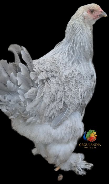 Brahma e Orpington