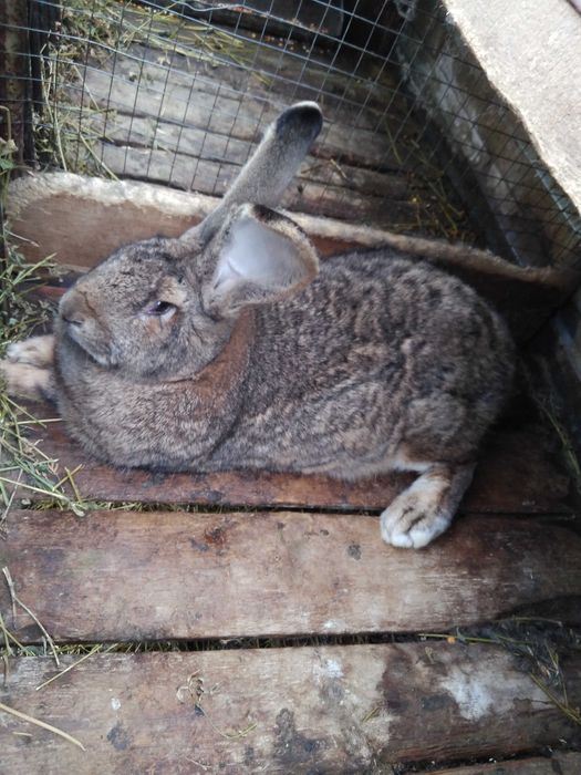 Кролики флендер+шиншила