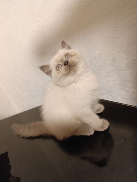 Шотландські котенята