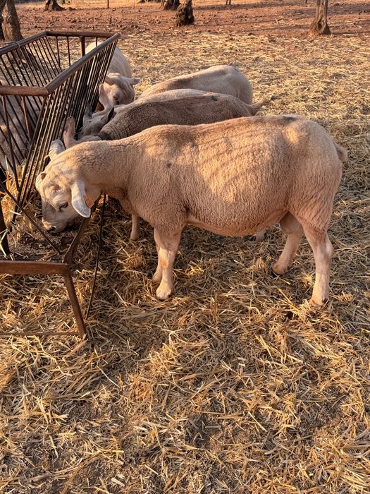 Carneiro Texel puro