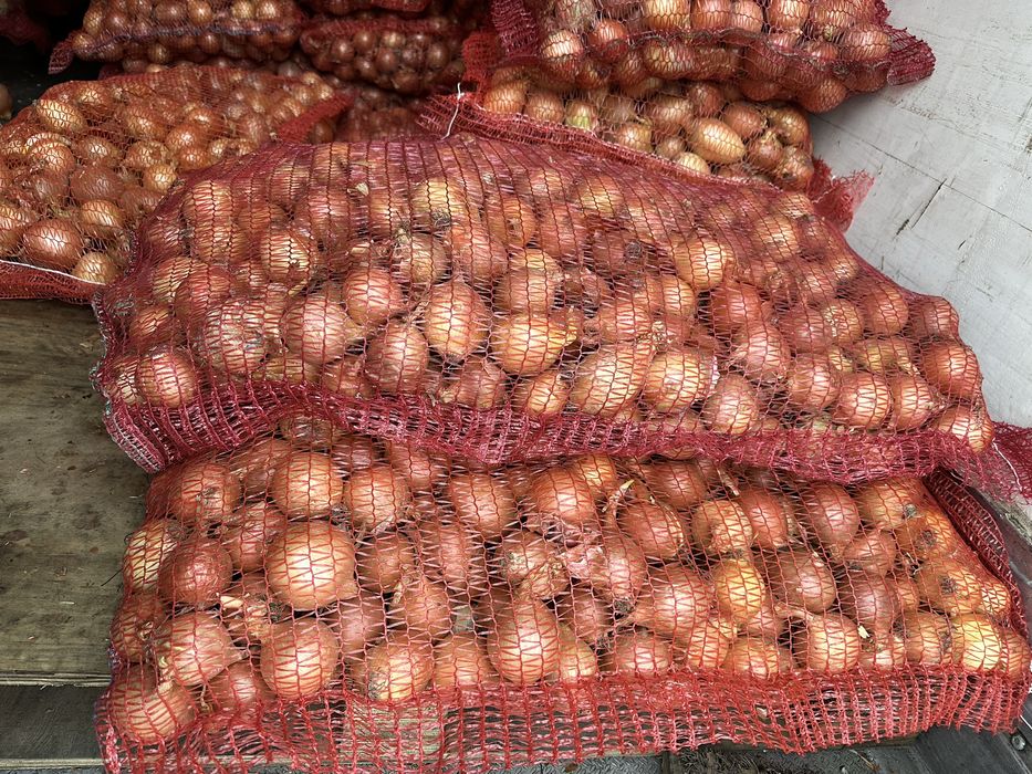 Цибуля (на перо, на їжу)