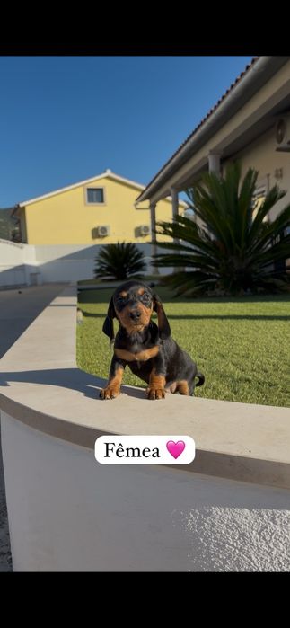 Teckel miniatura fêmea
