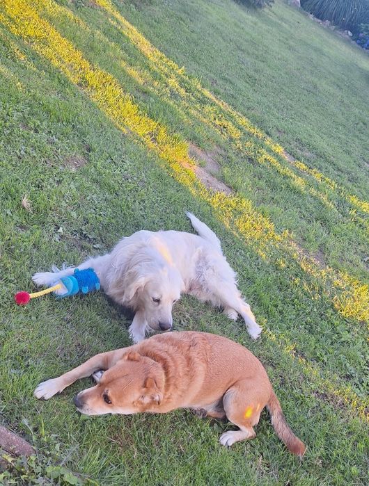 Domowy hotel dla psów  - Polana Asami