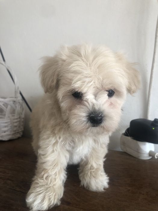 Maltipoo piesek okazja !