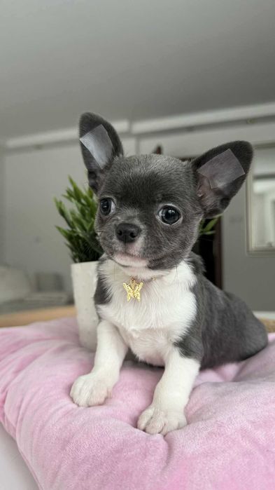 Chłopczyk Chihuahua Niebiesko-Biały z Rodowodem Milo