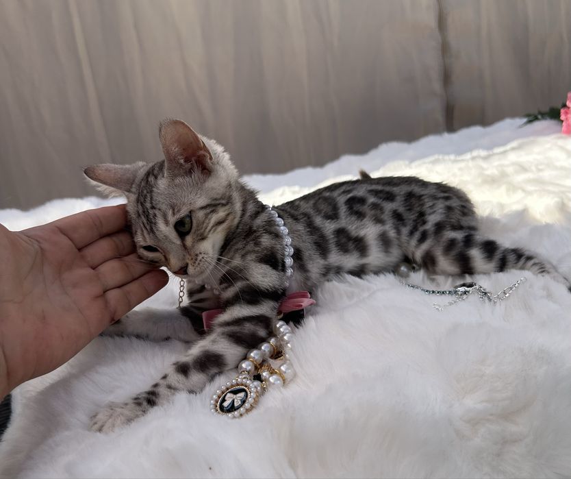 Przytulas kotka Silver Bengal