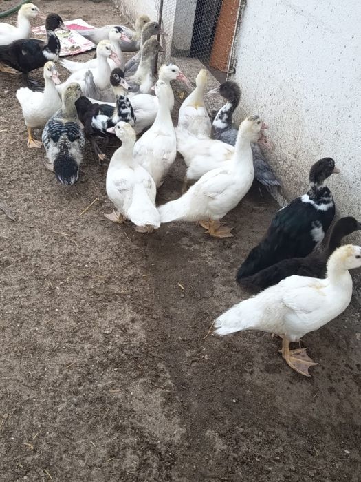 Promoção de patos