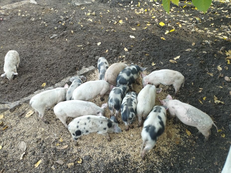 Продам поросят..
