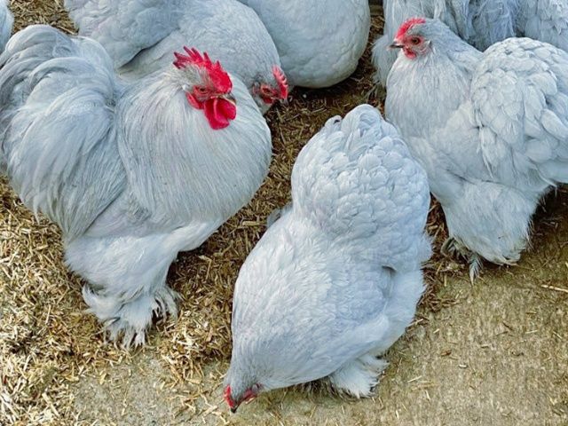 Яйце для інкубації, курчата, Кохінхін – блакитний, лавандовий, золото.