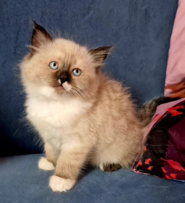 IZZY Koyka syberyjska Neva Masquerade