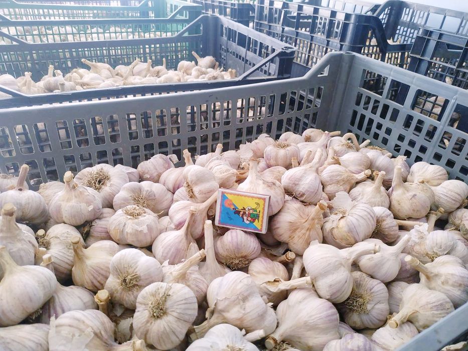 Часник Любаша перша репродукція часник посадковий часник насіння часник на посадку