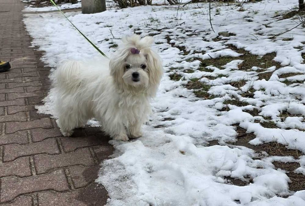 Madi - wymagająca młoda suczka maltańczyk do odpowiedzialnej adopcji