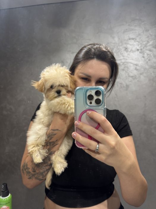 Мини малышка мальтипу