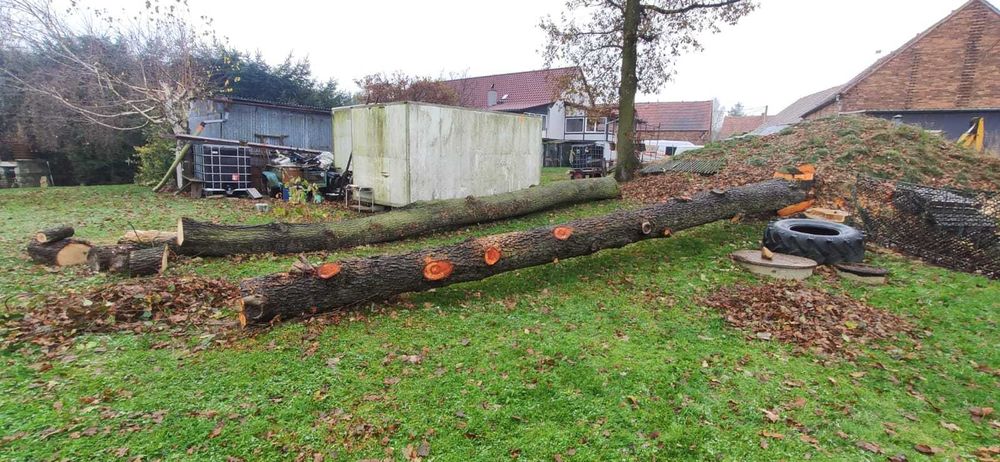 Sprzedam drzewo olcha tartaczna materiałowe drewno
