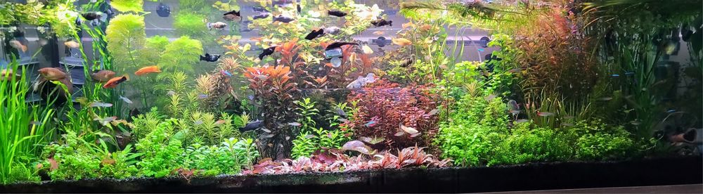 Sprzedam rośliny wysylka