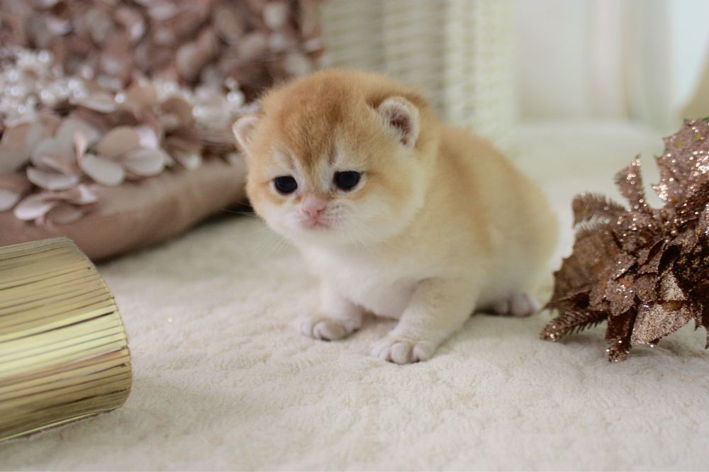 Британська кішечка золота шиншила NY12 ny11