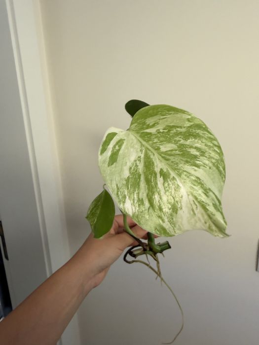 Cutting de Monstera Albo variegata