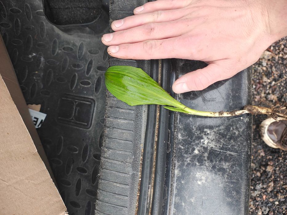 Liście Czosnku Niedźwiedziego 21zł kg