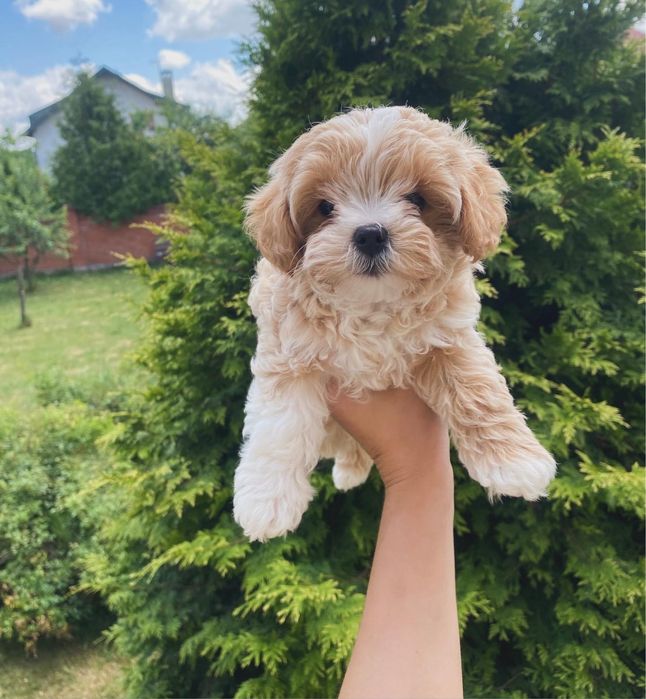 Шикарні малюки міні мальтіпу