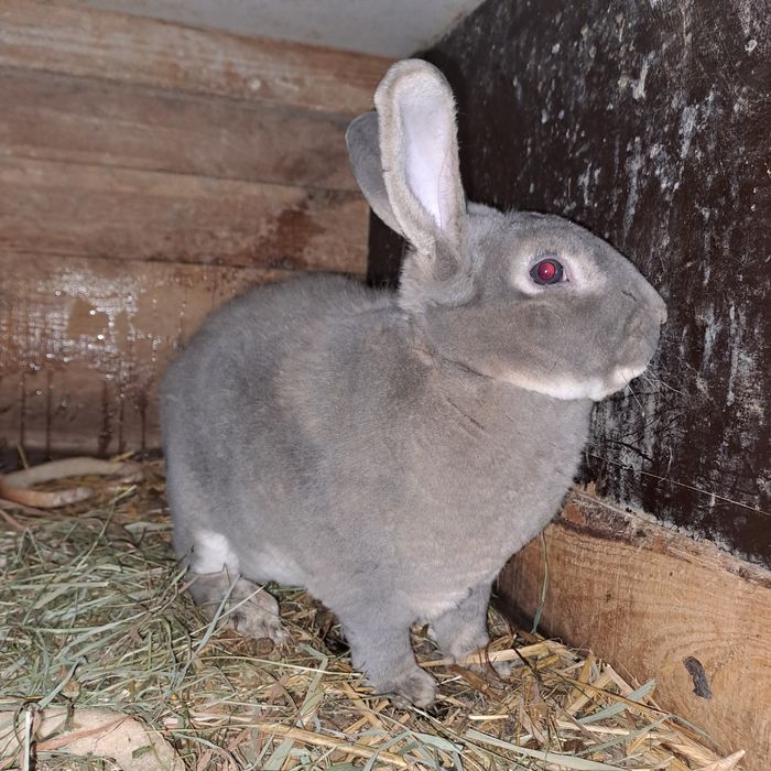 Samiec rex i młode mieszańce