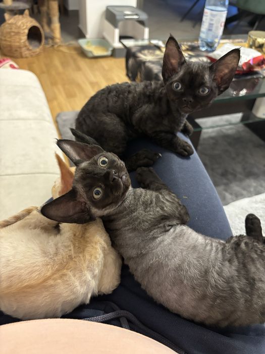 Kotek Devon Rex z rodowodem