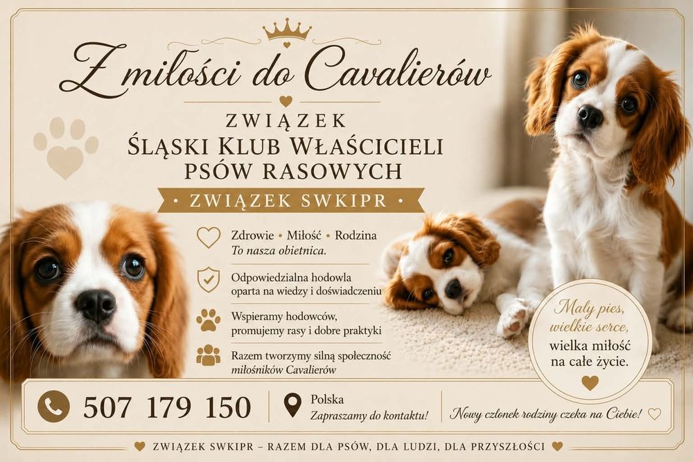 Cawalier King Charles Spaniel Suczka z Rodowodem