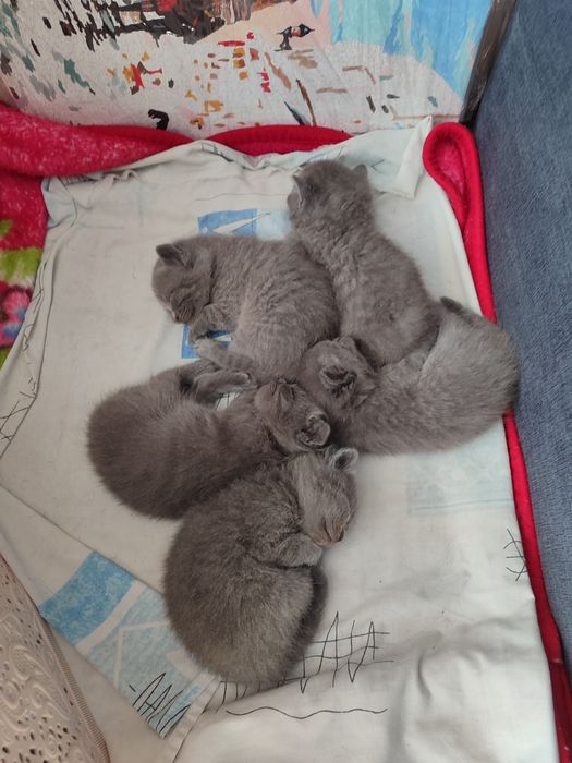 Продам кошенят британці