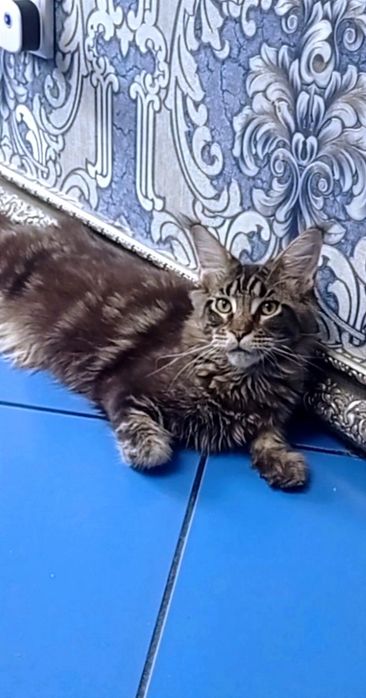 Малиши мейн  кун