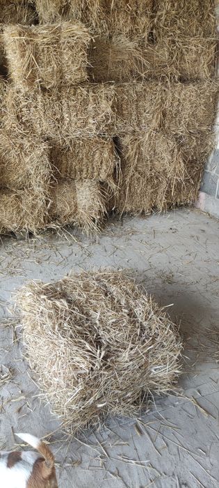 Słoma kostki tegoroczne