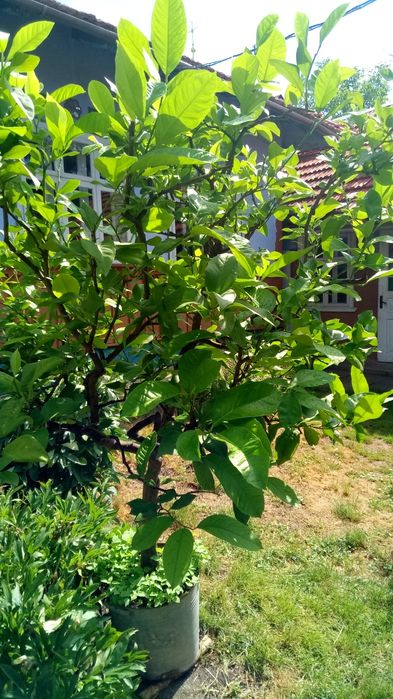 Продам великий лимон