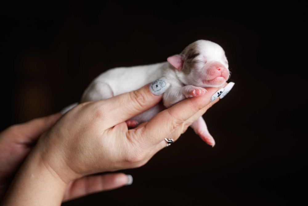 Chihuahua krótkowłosa* mini dziewczynka white&merle