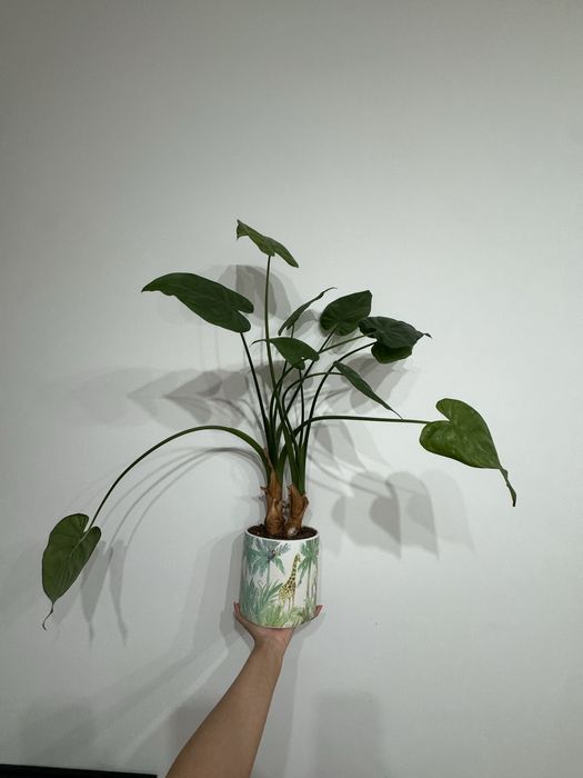 Alkoazja cucullata duża