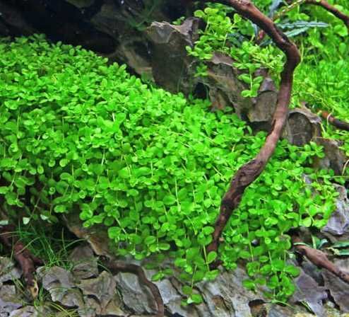 Микрантемум Монте Карло. Почвопокровное аквариумное растение