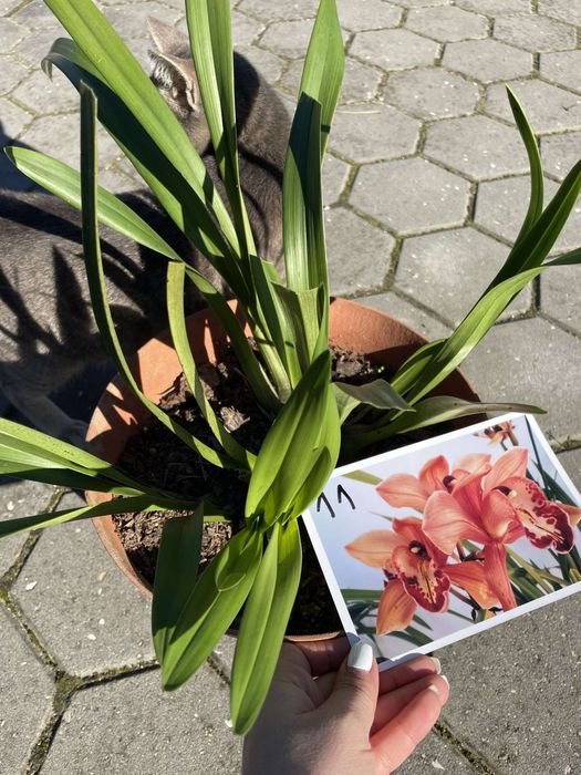 Orquídeas de varias cores