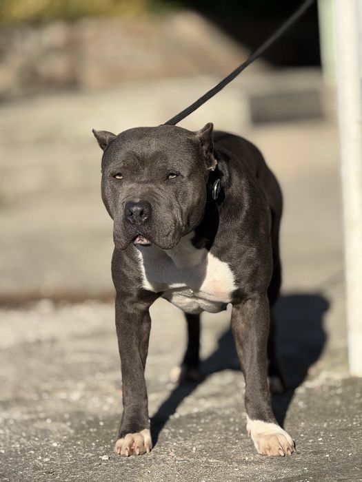 PitbullXL, Пітбуль блакитний колір ,ABKC