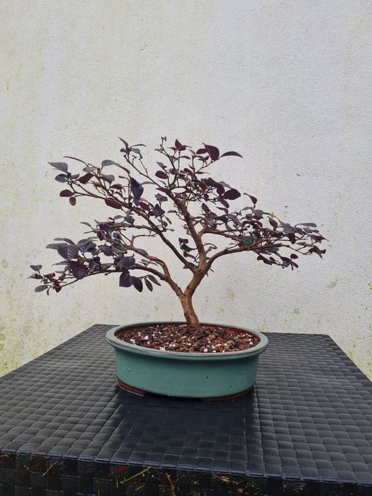 Bonsai Loropetalum chinensis