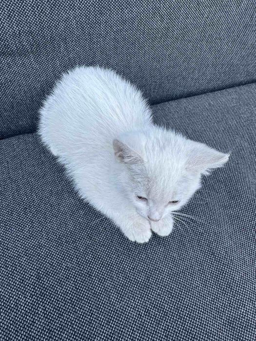 Отдам котенка 3 месяца - девочка