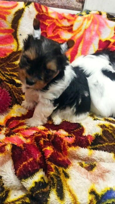 Бивер Йорк мальчик и девочка