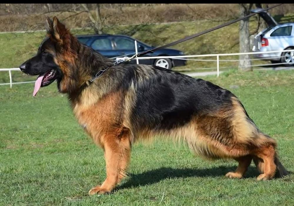 Owczarek Niemiecki suczka