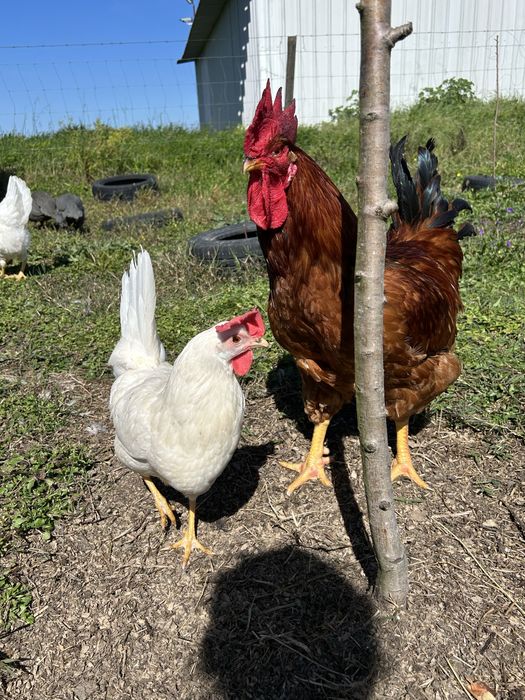 Ovos galados Peru & Galinhas poedeiras