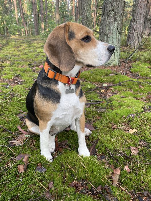 Бігль для фотосесії, зйомок