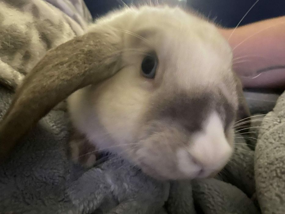 Oddam dwa króliki w DOBRE RĘCE