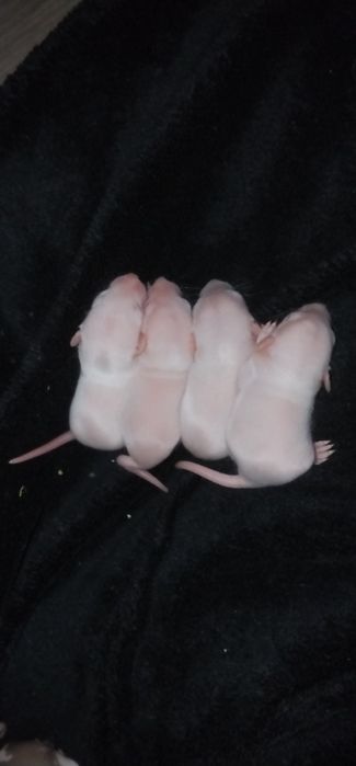 Отдам ручных крисят в хорошие руки )))