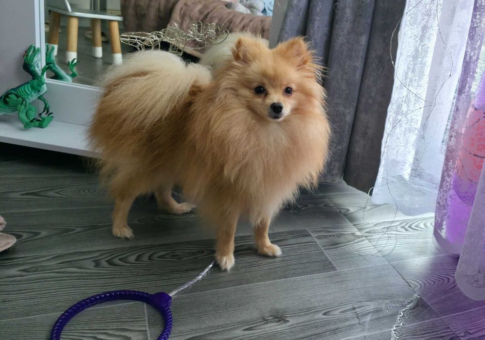 Шпіц хлопчик.Терміново!Супер ціна.