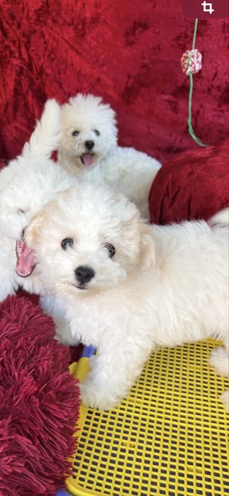 Бішон фрізе КСУ-FCI