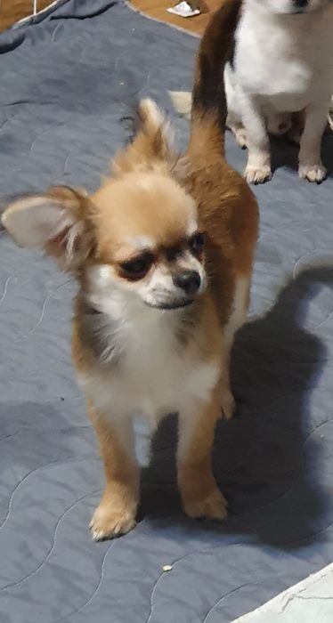 Длинношерстный мальчик чихуахуа